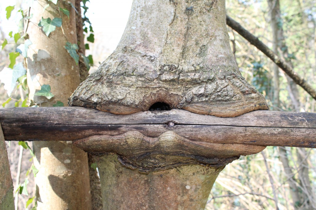 Un arbre décide de s'unir à une lisse de bois